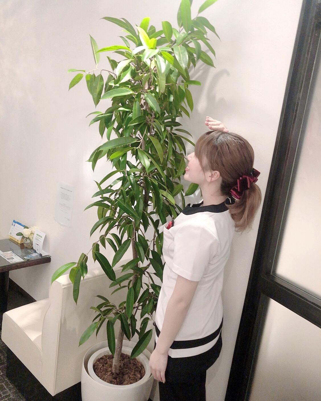 観葉植物.jpeg