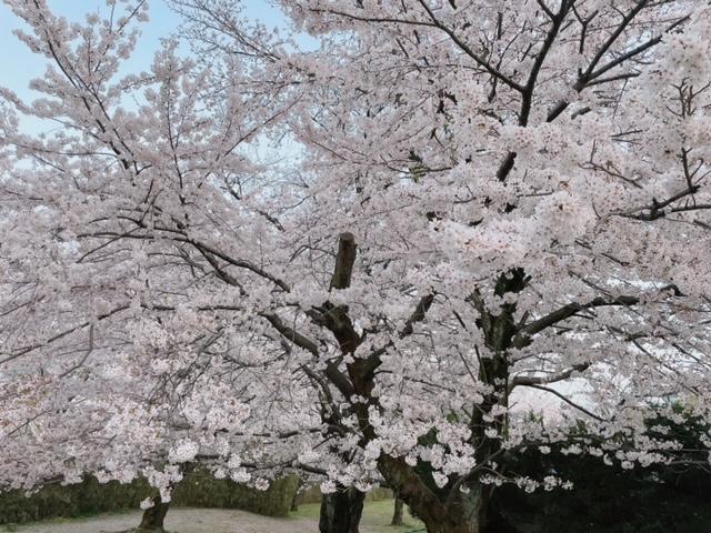 sakura1.jpeg